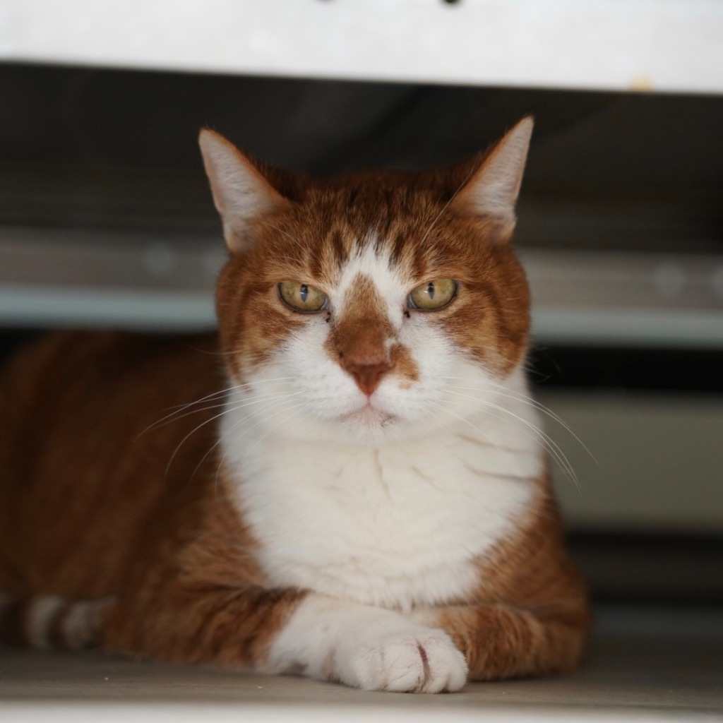 Hamlet, an adoptable Domestic Short Hair in Sandy, UT, 84070 | Photo Image 1
