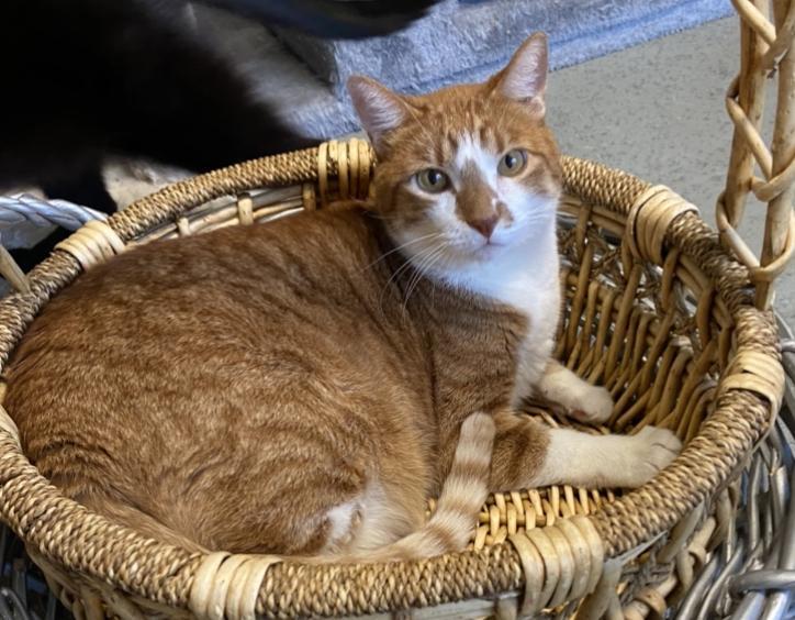 Hamlet, an adoptable Domestic Short Hair in Sandy, UT, 84070 | Photo Image 2