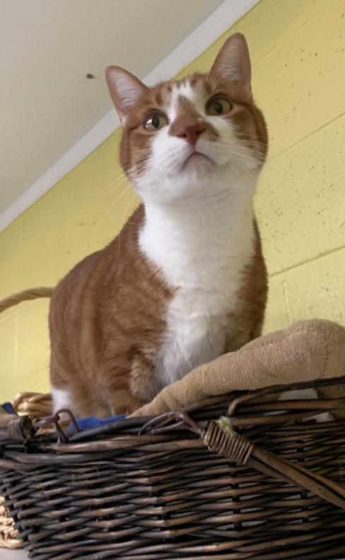 Hamlet, an adoptable Domestic Short Hair in Sandy, UT, 84070 | Photo Image 3