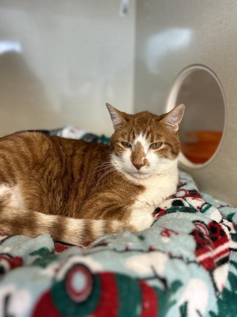 Hamlet, an adoptable Domestic Short Hair in Sandy, UT, 84070 | Photo Image 4