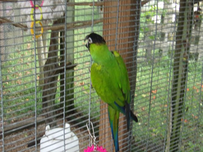 Nanday Conure