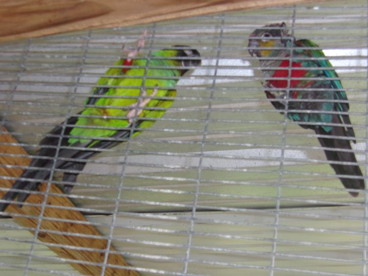 Nanday Conure 2