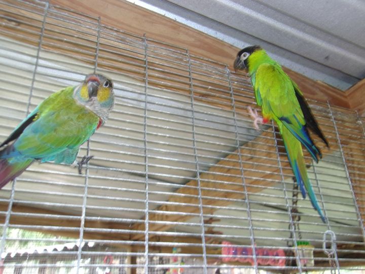 Nanday Conure 3