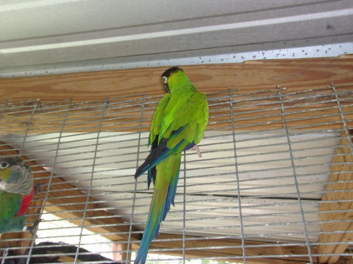 Nanday Conure 4