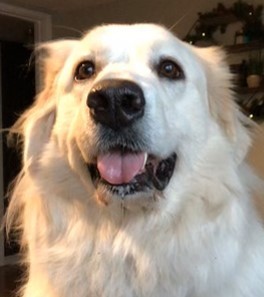 Nessie -Loves People- Foster Needed, an adoptable Great Pyrenees in Indianapolis, IN, 46260 | Photo Image 2