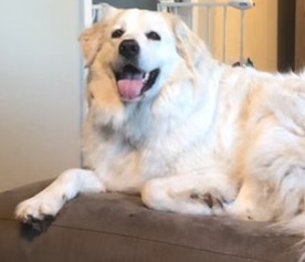 Nessie -Loves People- Foster Needed, an adoptable Great Pyrenees in Indianapolis, IN, 46260 | Photo Image 1
