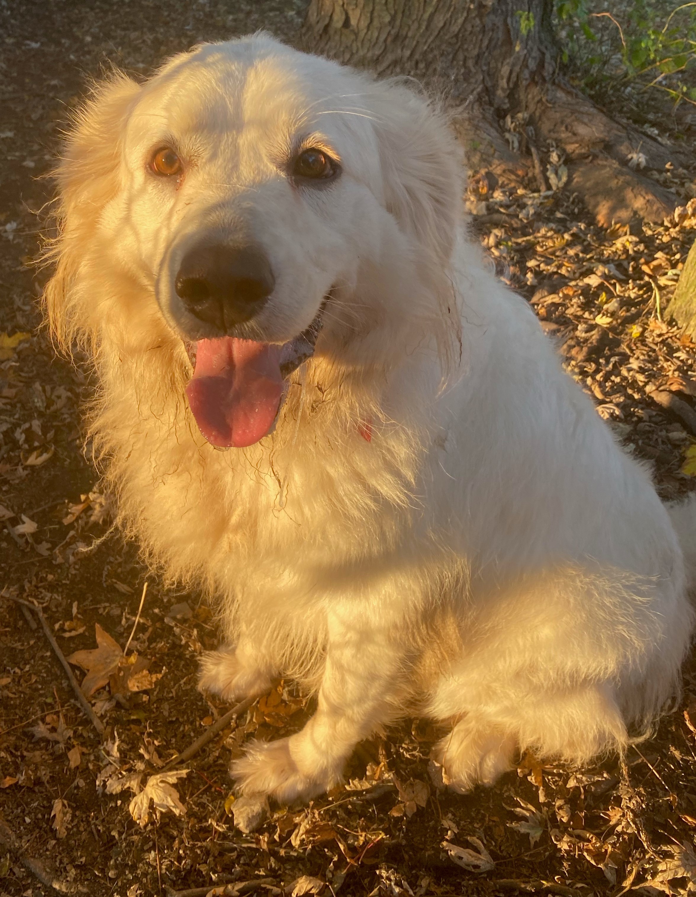 Nessie -Loves People- Foster Needed, an adoptable Great Pyrenees in Indianapolis, IN, 46260 | Photo Image 3