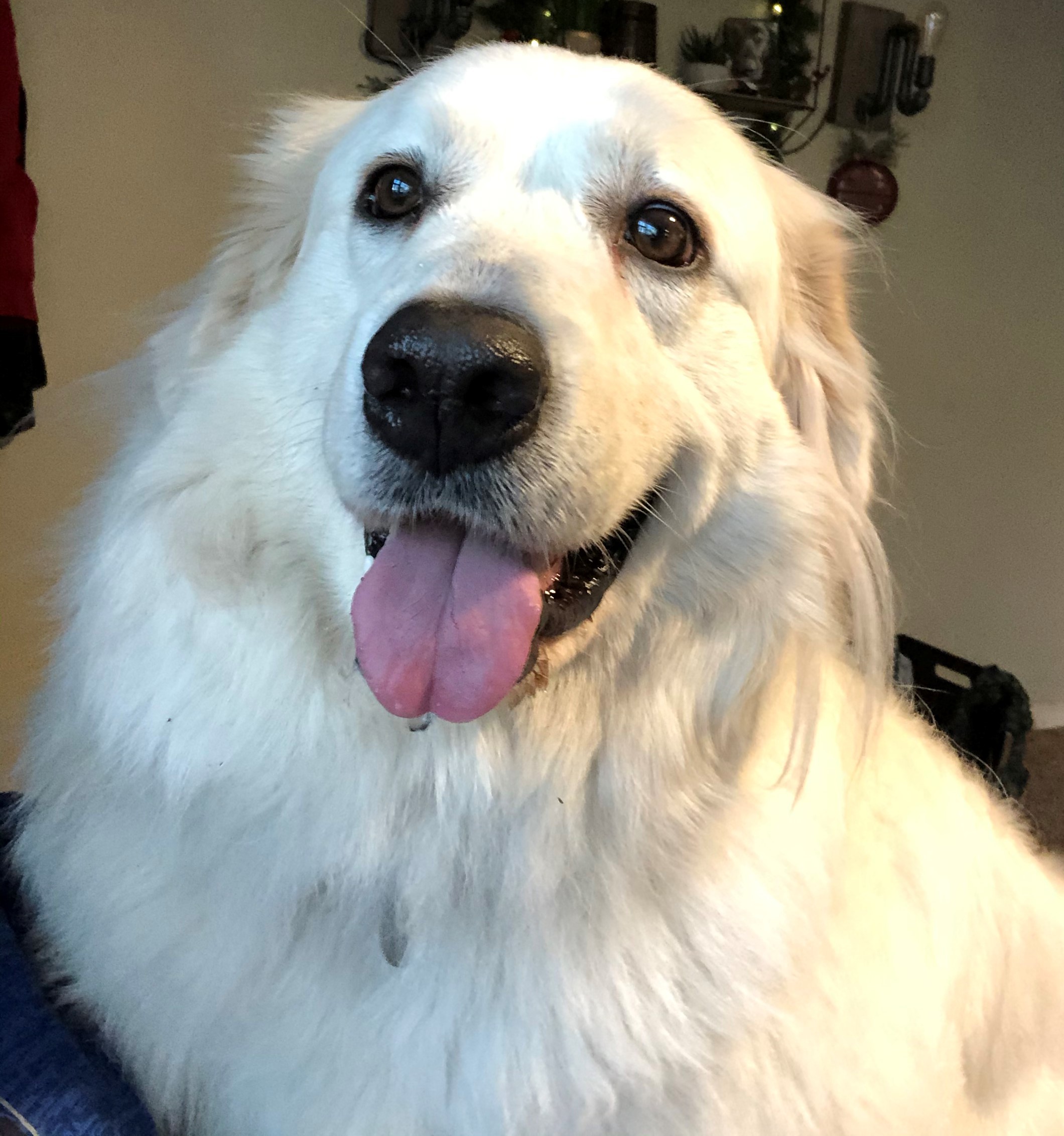 Nessie -Loves People- Foster Needed, an adoptable Great Pyrenees in Indianapolis, IN, 46260 | Photo Image 5