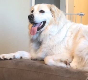 Nessie -Loves People- Foster Needed, an adoptable Great Pyrenees in Indianapolis, IN, 46260 | Photo Image 6