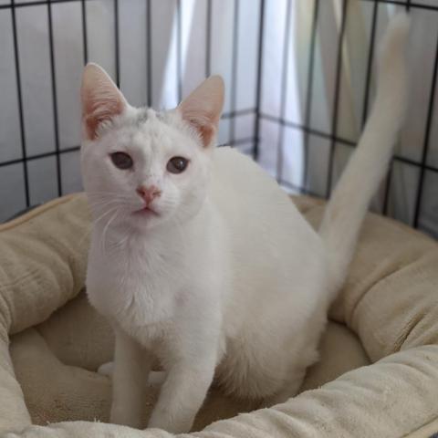 Aurora, an adoptable Domestic Short Hair in Camarillo, CA, 93010 | Photo Image 3