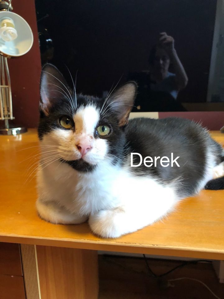 Derek, an adopted Domestic Short Hair Mix in Miami, FL_image-1