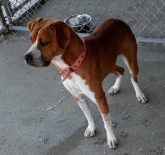 Barron, an adoptable Beagle in Owensboro, KY, 42302 | Photo Image 1