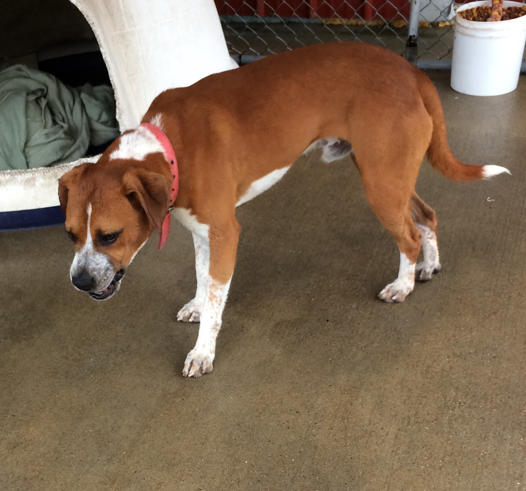 Barron, an adoptable Beagle in Owensboro, KY, 42302 | Photo Image 2
