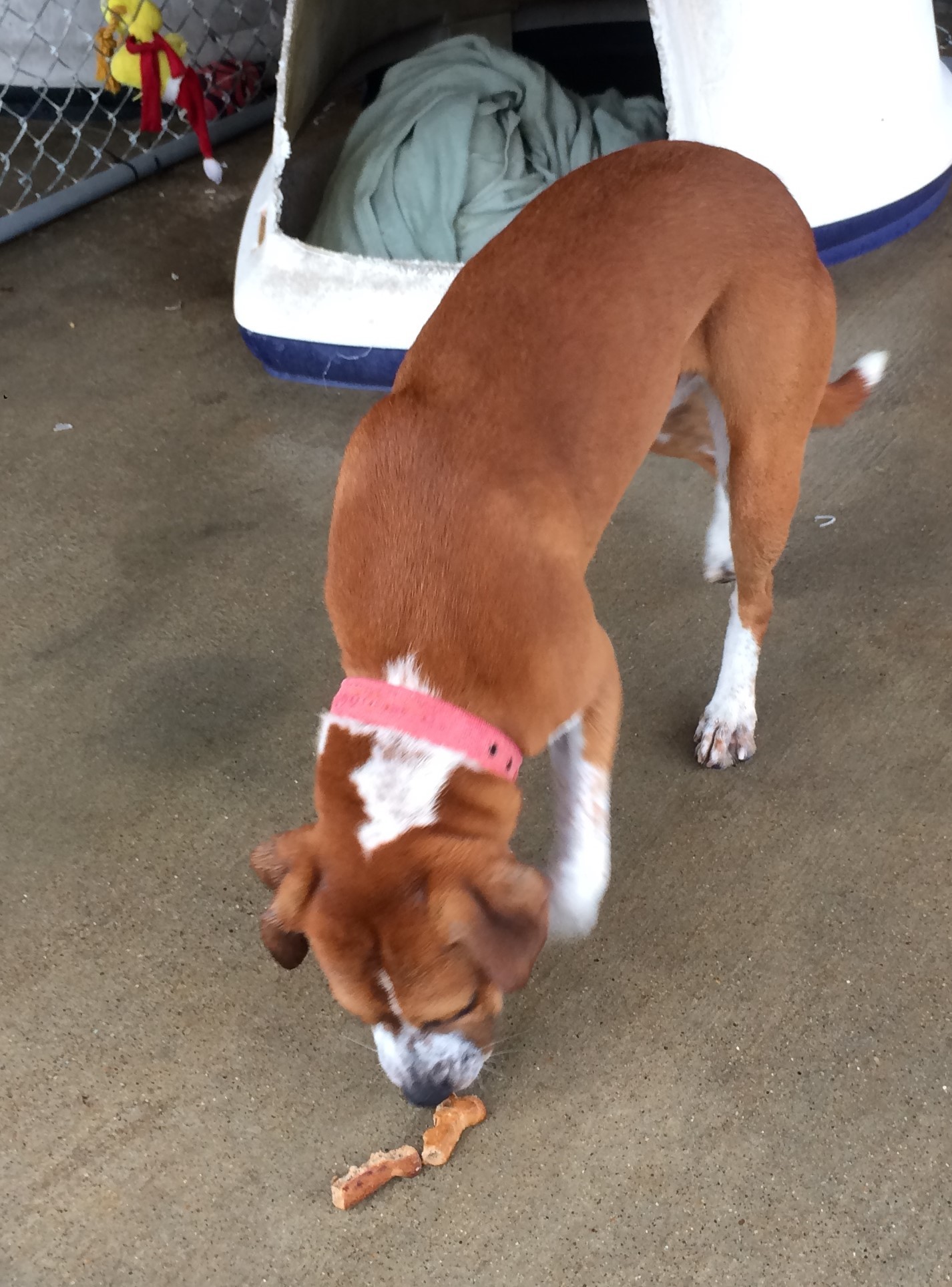 Barron, an adoptable Beagle in Owensboro, KY, 42302 | Photo Image 3