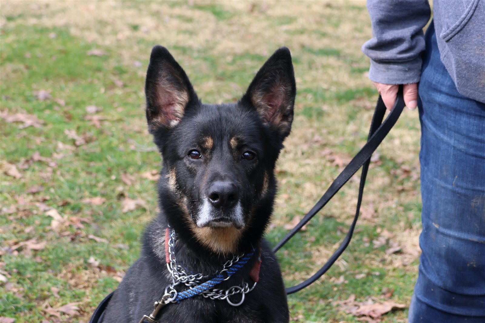 Harley G, an adoptable German Shepherd Dog in Baltimore, MD, 21203 | Photo Image 1