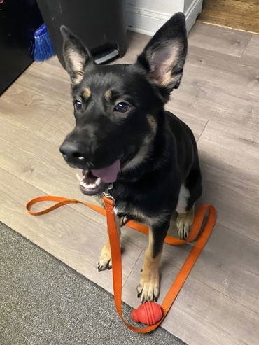 Harley G, an adoptable German Shepherd Dog in Baltimore, MD, 21203 | Photo Image 1