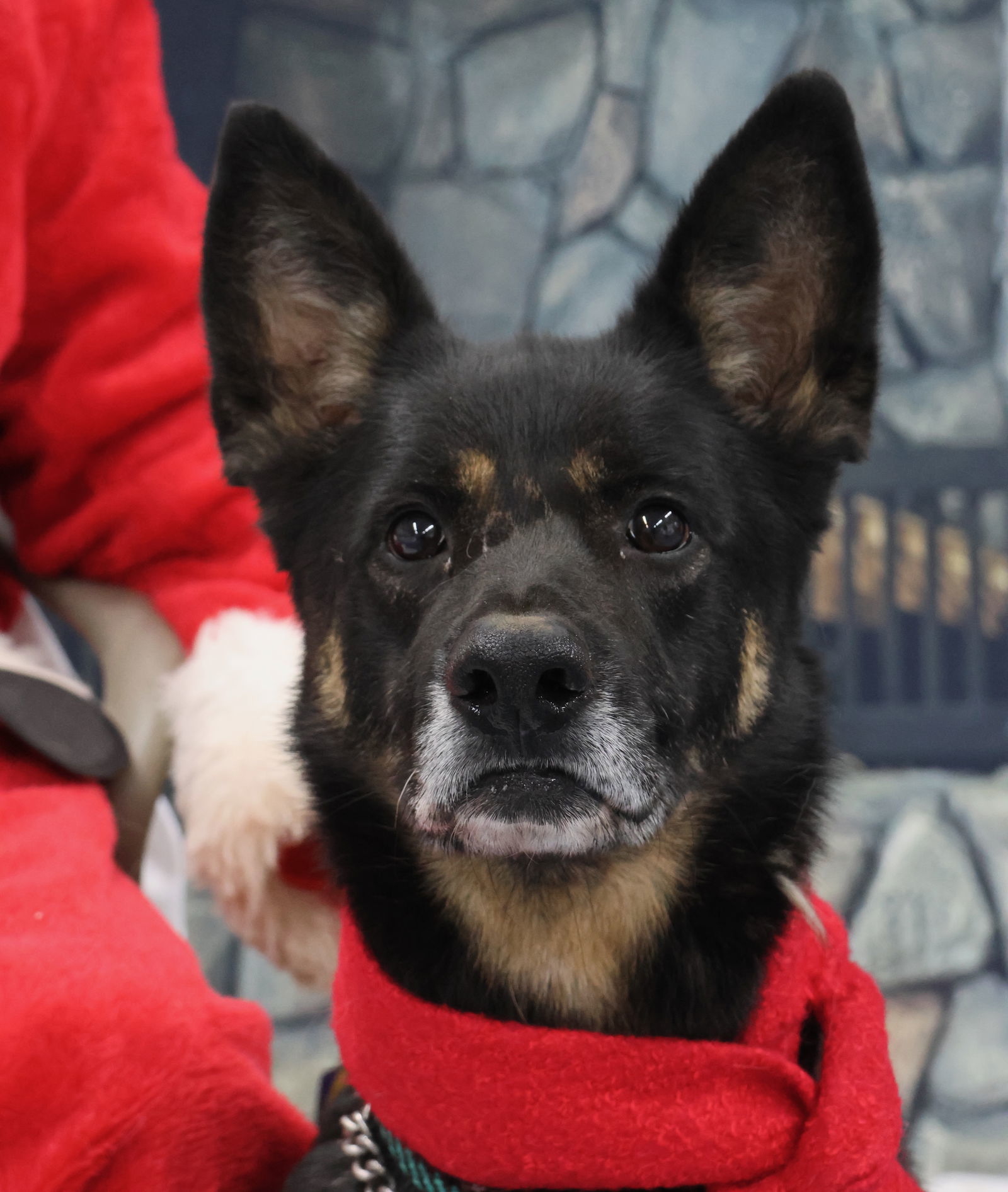 Harley G, an adoptable German Shepherd Dog in Baltimore, MD, 21203 | Photo Image 1