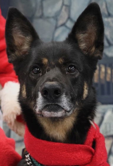 Harley G, an adoptable German Shepherd Dog in Baltimore, MD, 21203 | Photo Image 1