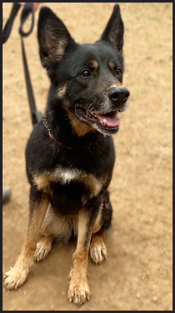 Harley G, an adoptable German Shepherd Dog in Baltimore, MD, 21203 | Photo Image 1