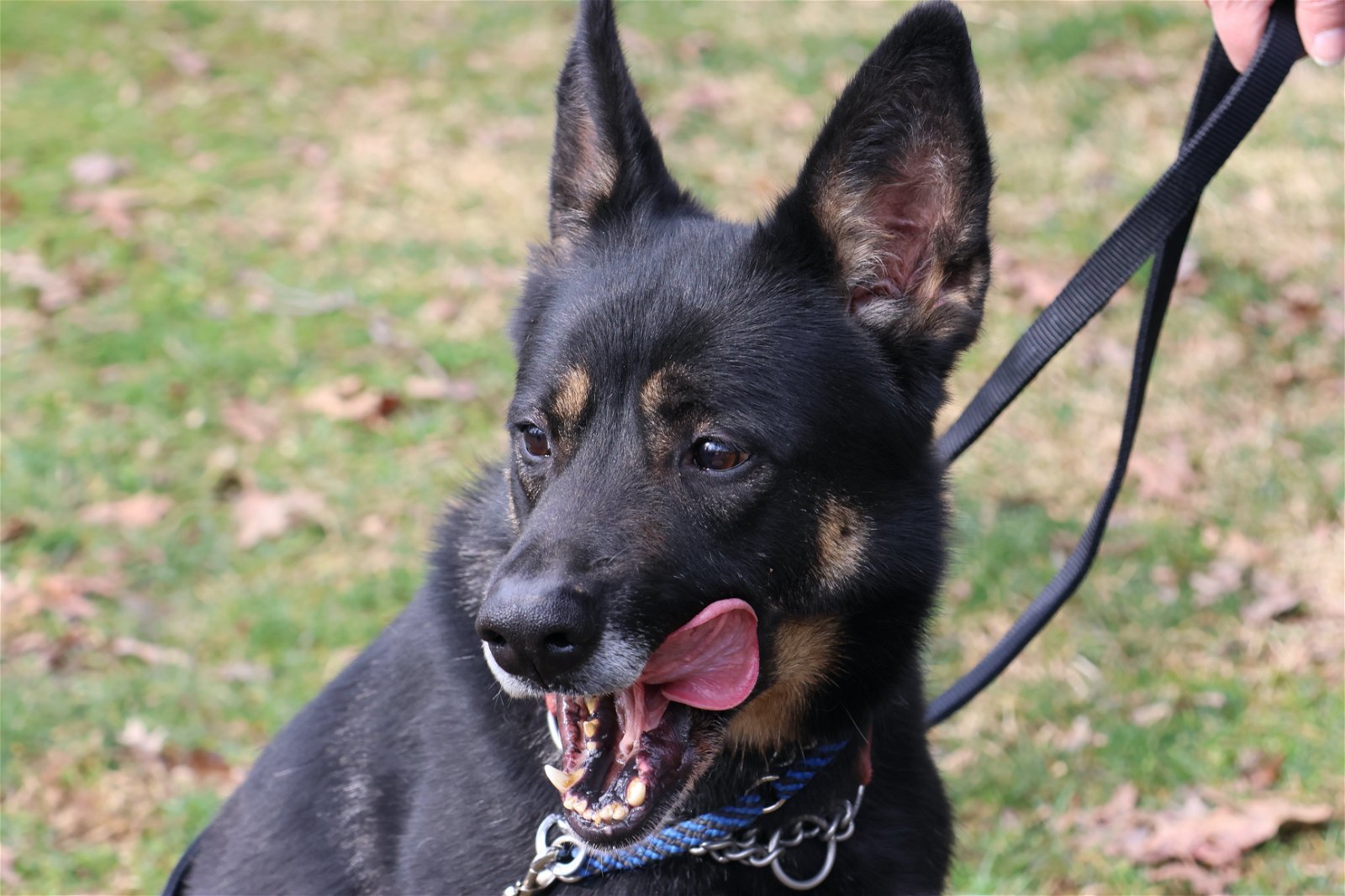 Harley G, an adoptable German Shepherd Dog in Baltimore, MD, 21203 | Photo Image 2