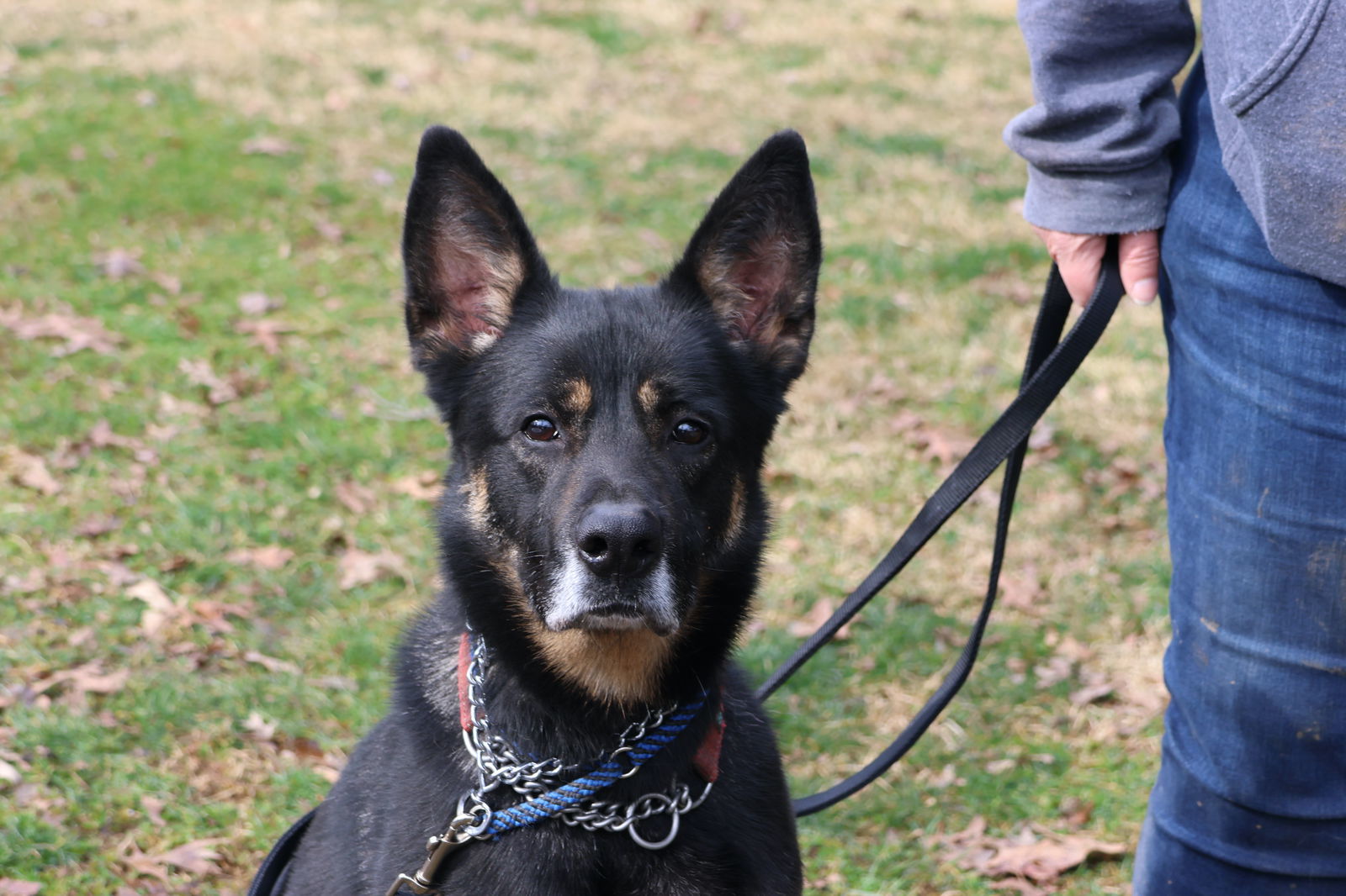 Harley G, an adoptable German Shepherd Dog in Baltimore, MD, 21203 | Photo Image 2