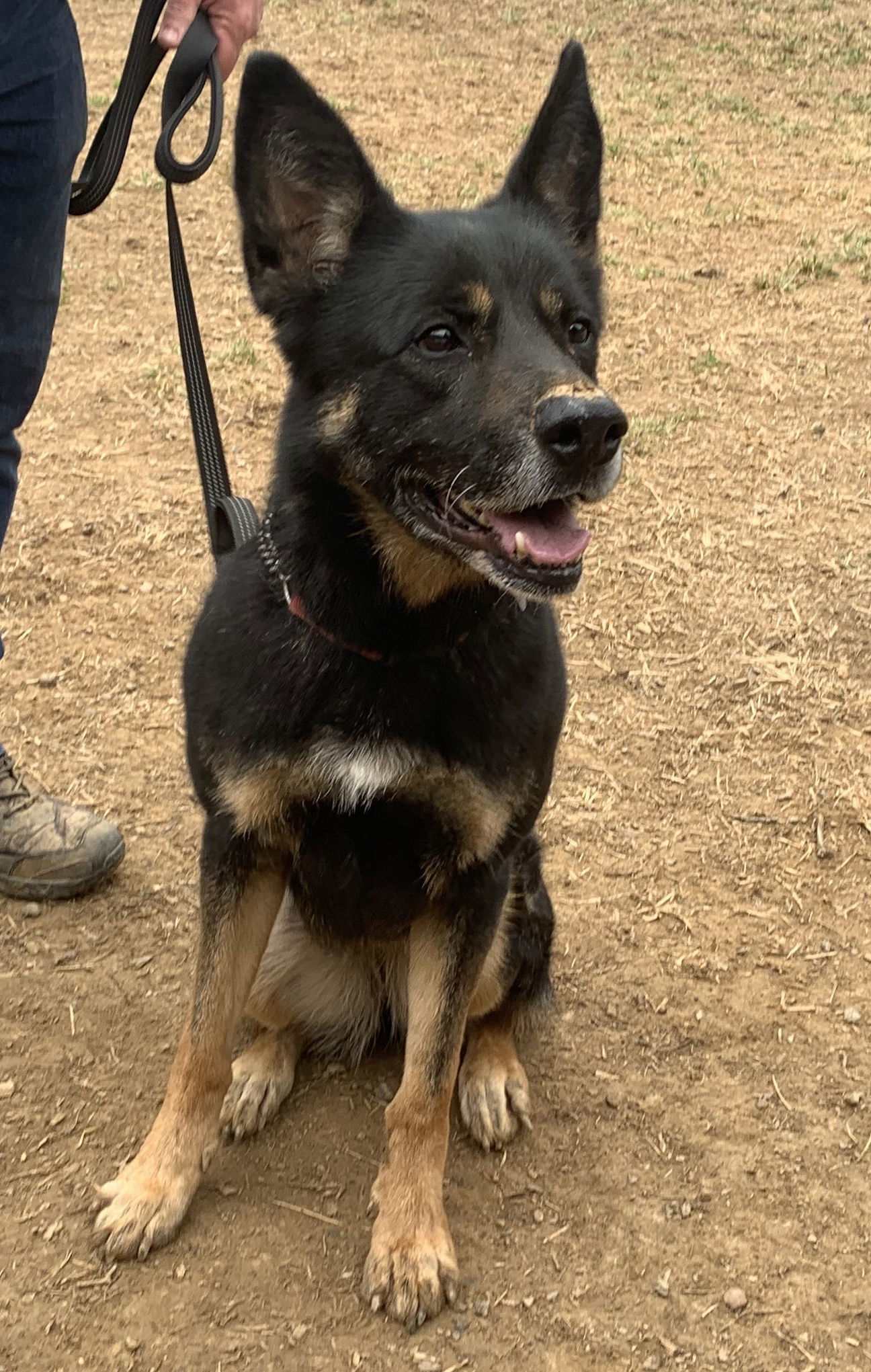 Harley G, an adoptable German Shepherd Dog in Baltimore, MD, 21203 | Photo Image 2