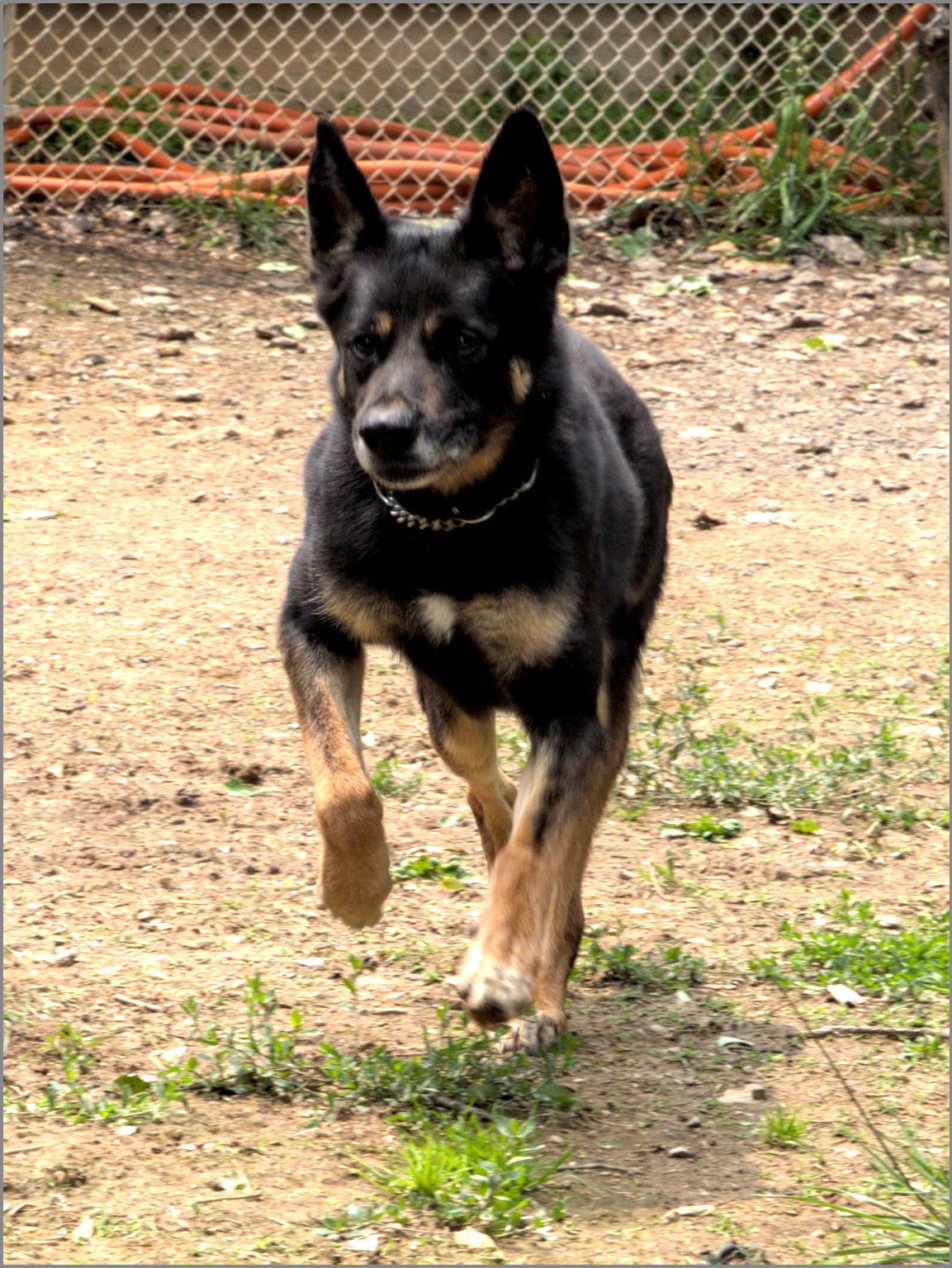 Harley G, an adoptable German Shepherd Dog in Baltimore, MD, 21203 | Photo Image 2