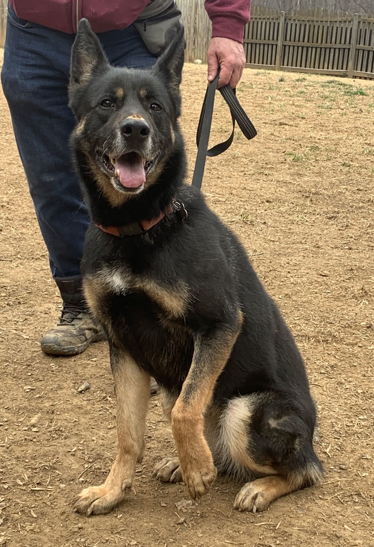 Harley G, an adoptable German Shepherd Dog in Baltimore, MD, 21203 | Photo Image 2