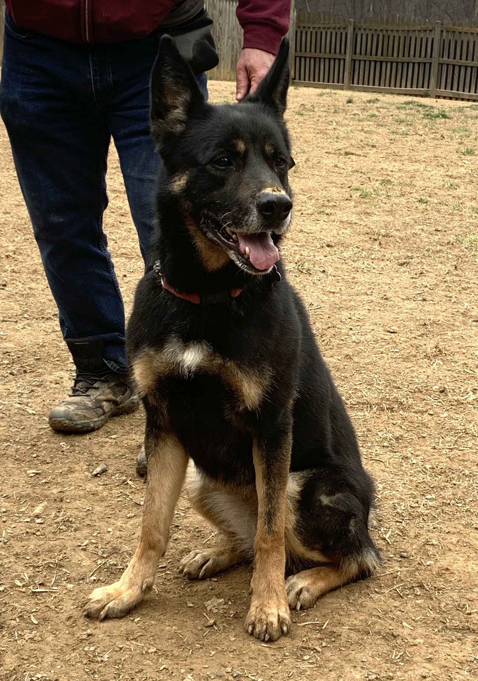Harley G, an adoptable German Shepherd Dog in Baltimore, MD, 21203 | Photo Image 3