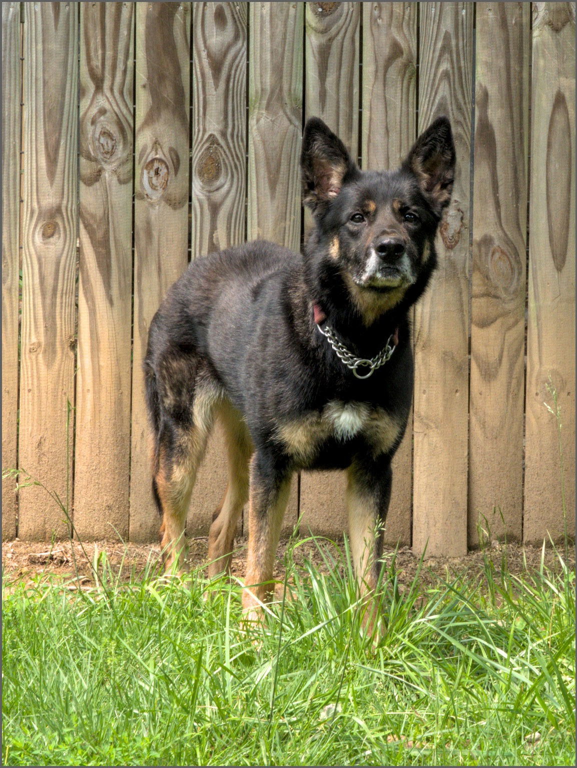 Harley G, an adoptable German Shepherd Dog in Baltimore, MD, 21203 | Photo Image 3