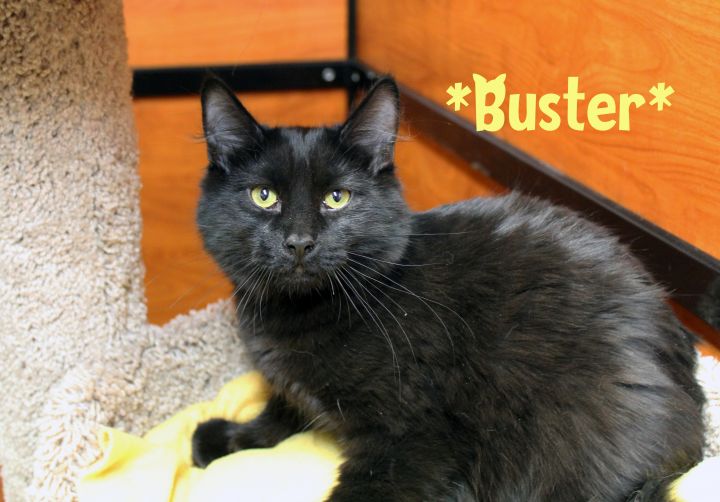 Buster (Bonded with Minnie) 2