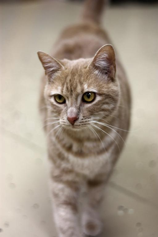 Cat For Adoption Tiny A Domestic Short Hair In Logan Ut Petfinder