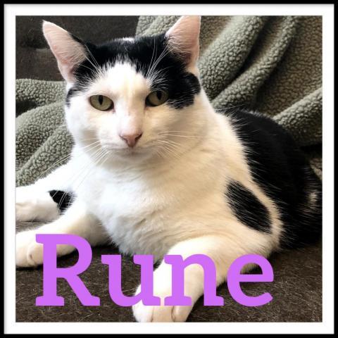 Rune, an adoptable Domestic Short Hair in Camden, ME, 04843 | Photo Image 1