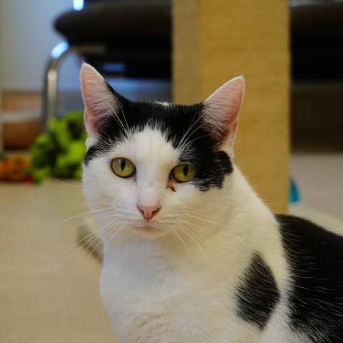 Rune, an adoptable Domestic Short Hair in Camden, ME, 04843 | Photo Image 2