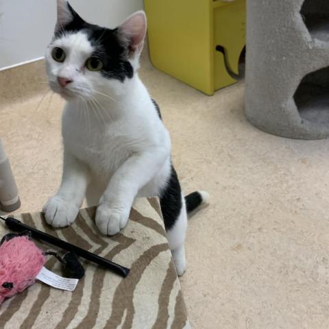 Rune, an adoptable Domestic Short Hair in Camden, ME, 04843 | Photo Image 4