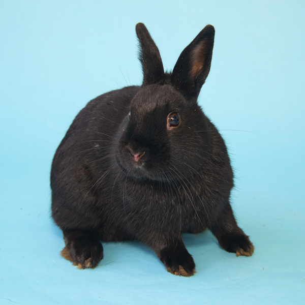 Snickers, an adoptable Bunny Rabbit in Whittaker, MI_image-1