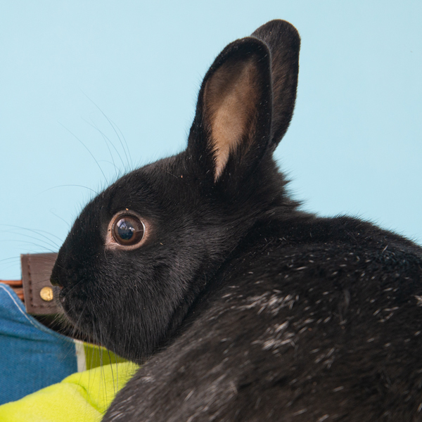 Snickers, an adoptable Bunny Rabbit in Whittaker, MI_image-2