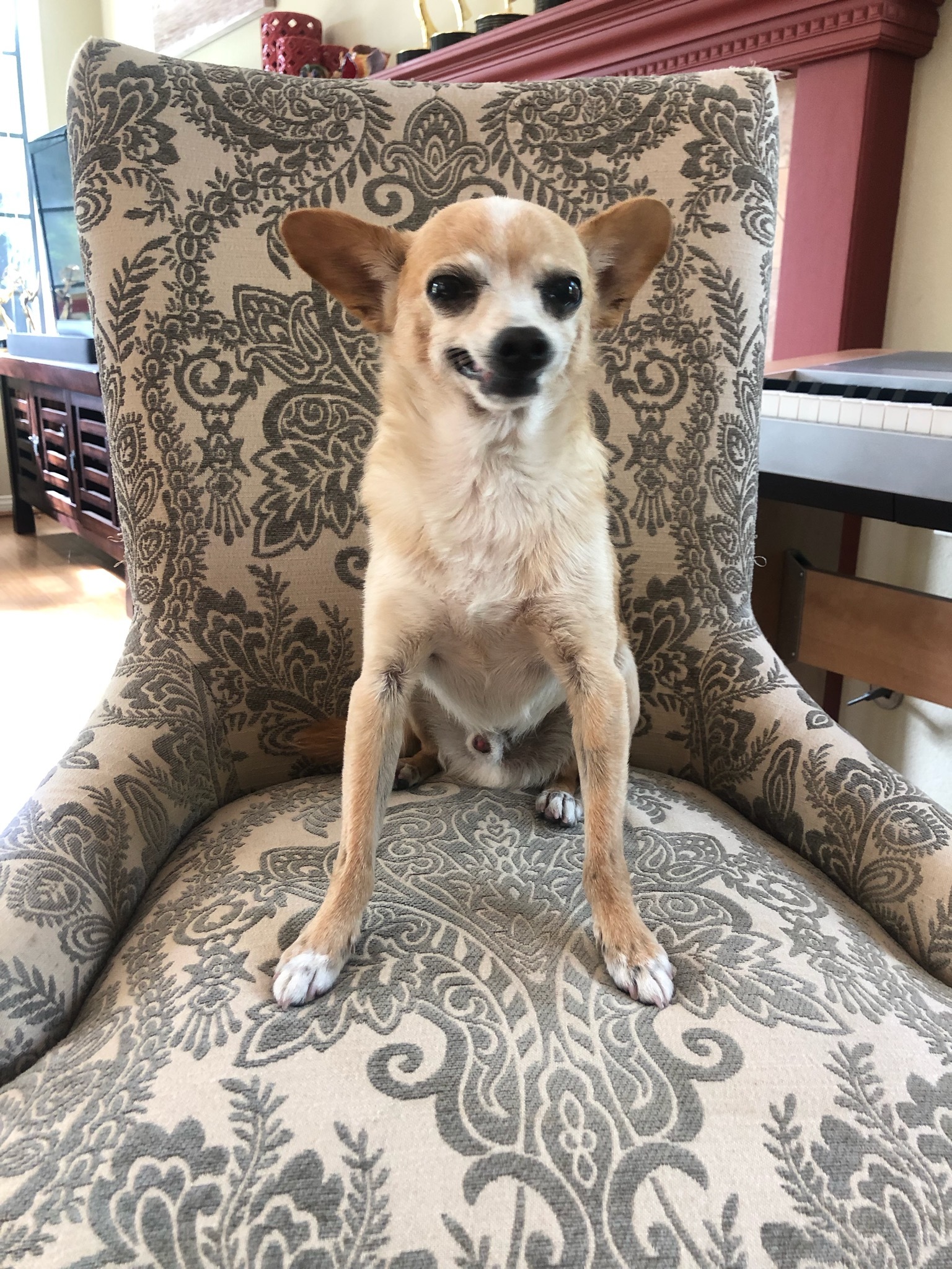 Jasper, an adoptable Chihuahua in Encinitas, CA, 92023 | Photo Image 2