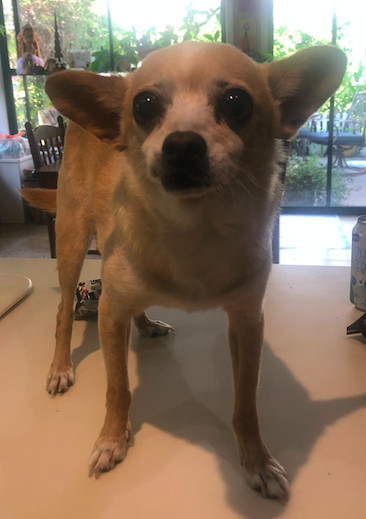 Jasper, an adoptable Chihuahua in Encinitas, CA, 92023 | Photo Image 3