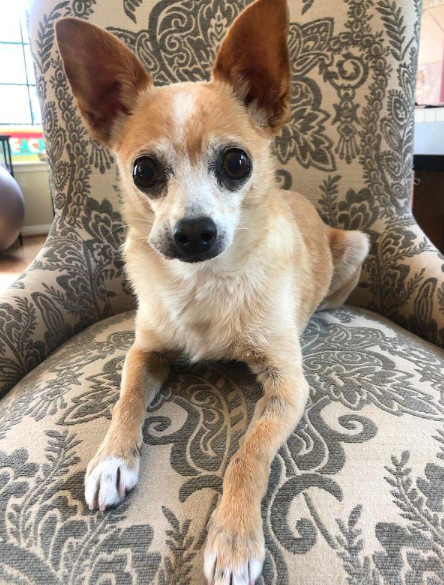 Dog for adoption - Jasper, a Chihuahua in Encinitas, CA | Petfinder