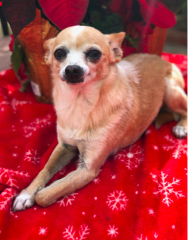 Jasper, an adoptable Chihuahua in Encinitas, CA, 92023 | Photo Image 4