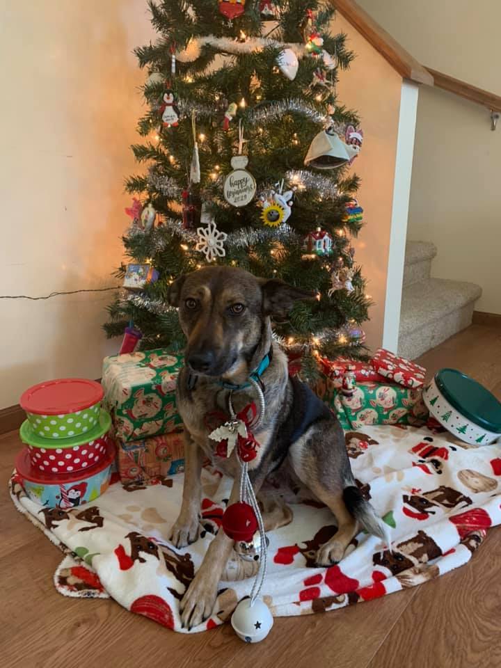 Melody, an adoptable Shepherd, Australian Kelpie in Watertown, WI, 53094 | Photo Image 2