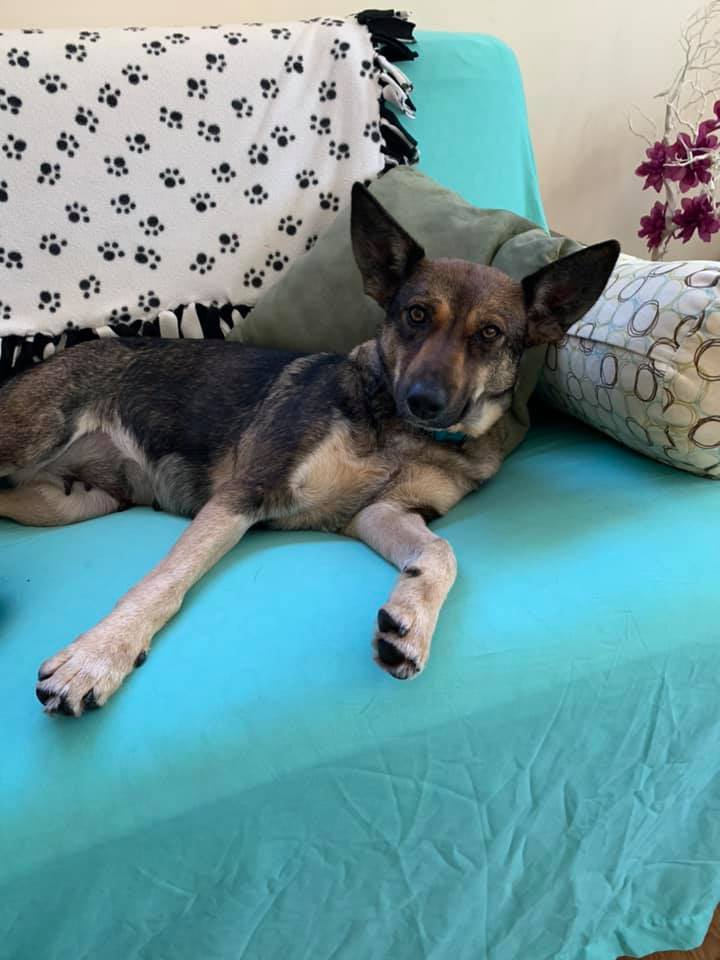 Melody, an adoptable Shepherd, Australian Kelpie in Watertown, WI, 53094 | Photo Image 3