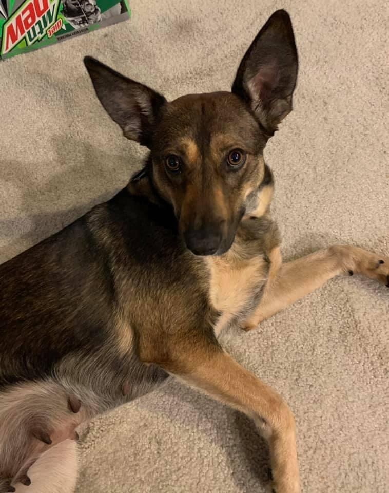 Melody, an adoptable Shepherd, Australian Kelpie in Watertown, WI, 53094 | Photo Image 4