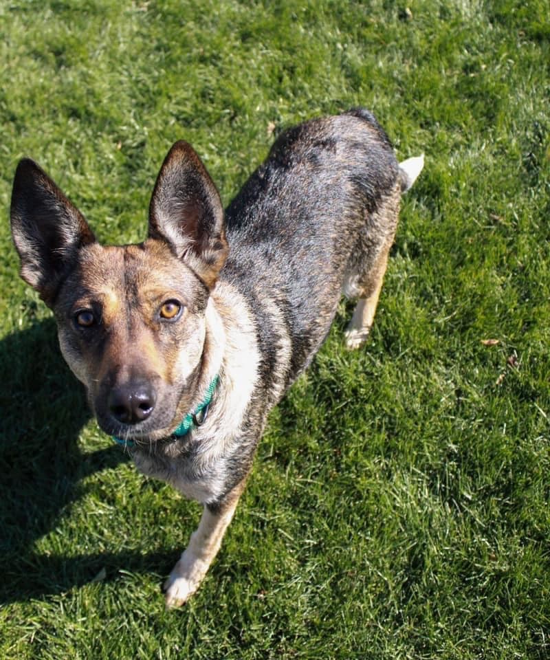 Melody, an adoptable Shepherd, Australian Kelpie in Watertown, WI, 53094 | Photo Image 1