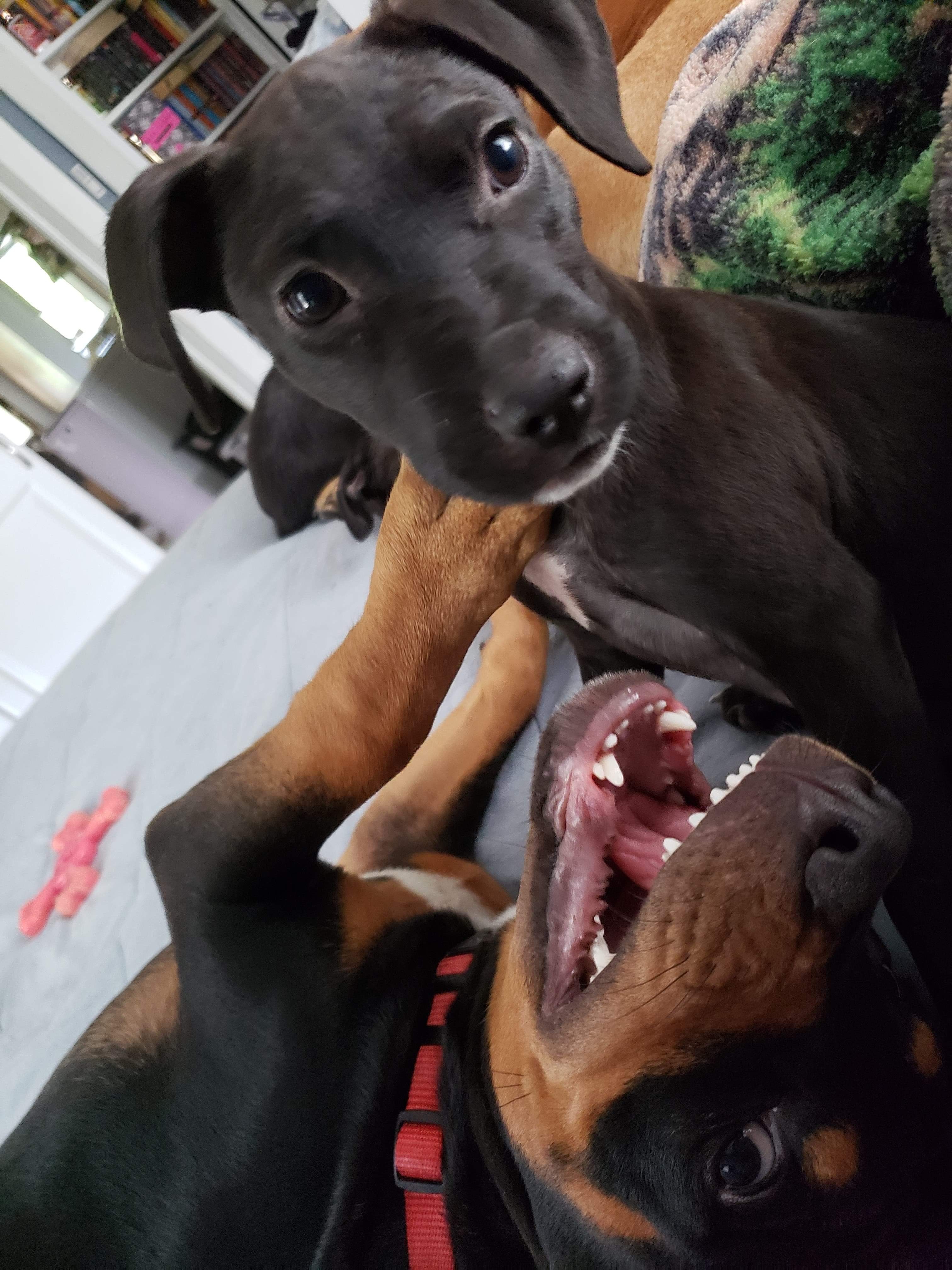 Harley