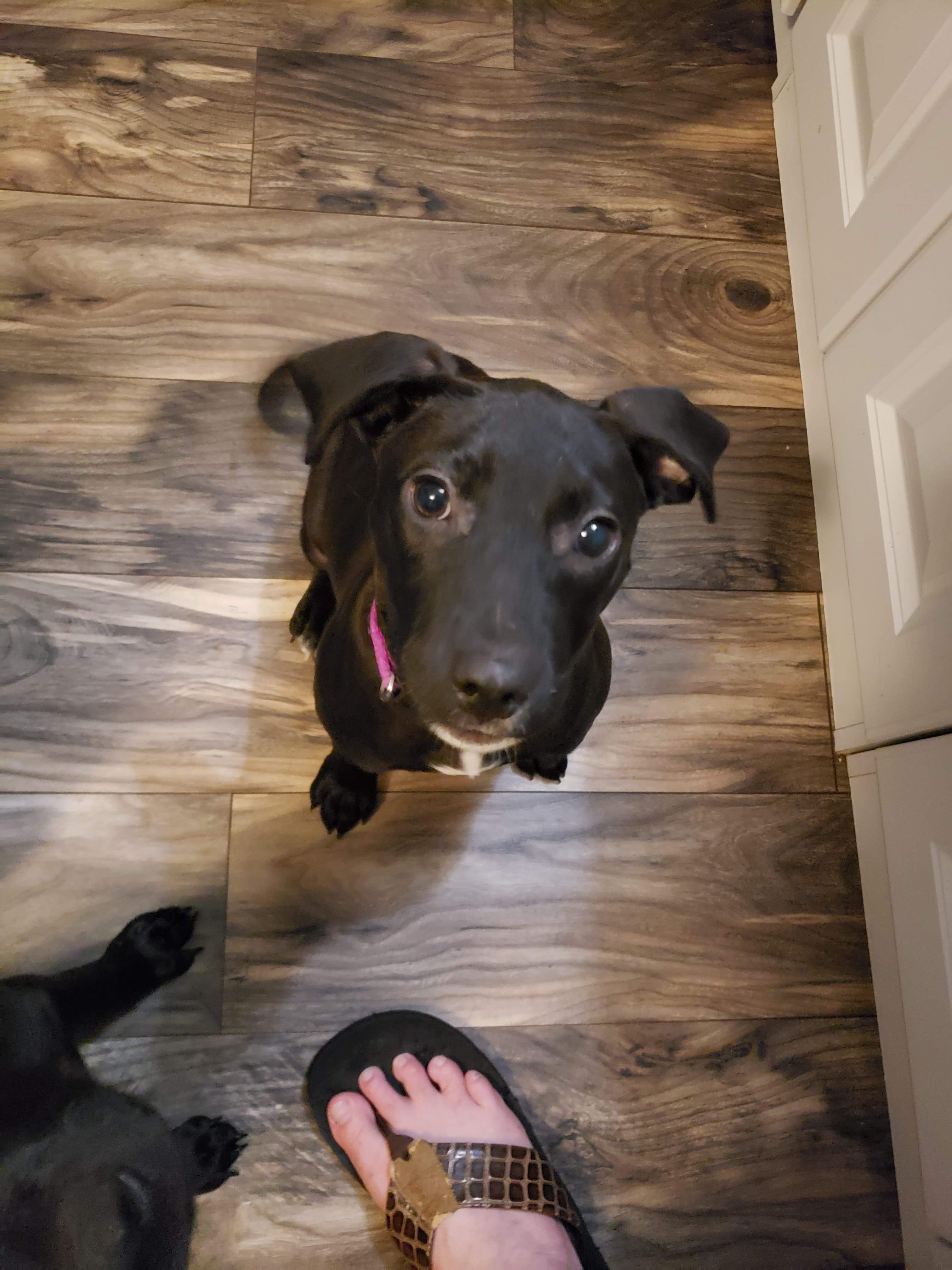 Harley, an adoptable Terrier, Mixed Breed in Alpharetta, GA, 30004 | Photo Image 4