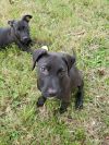 Harley photo 6