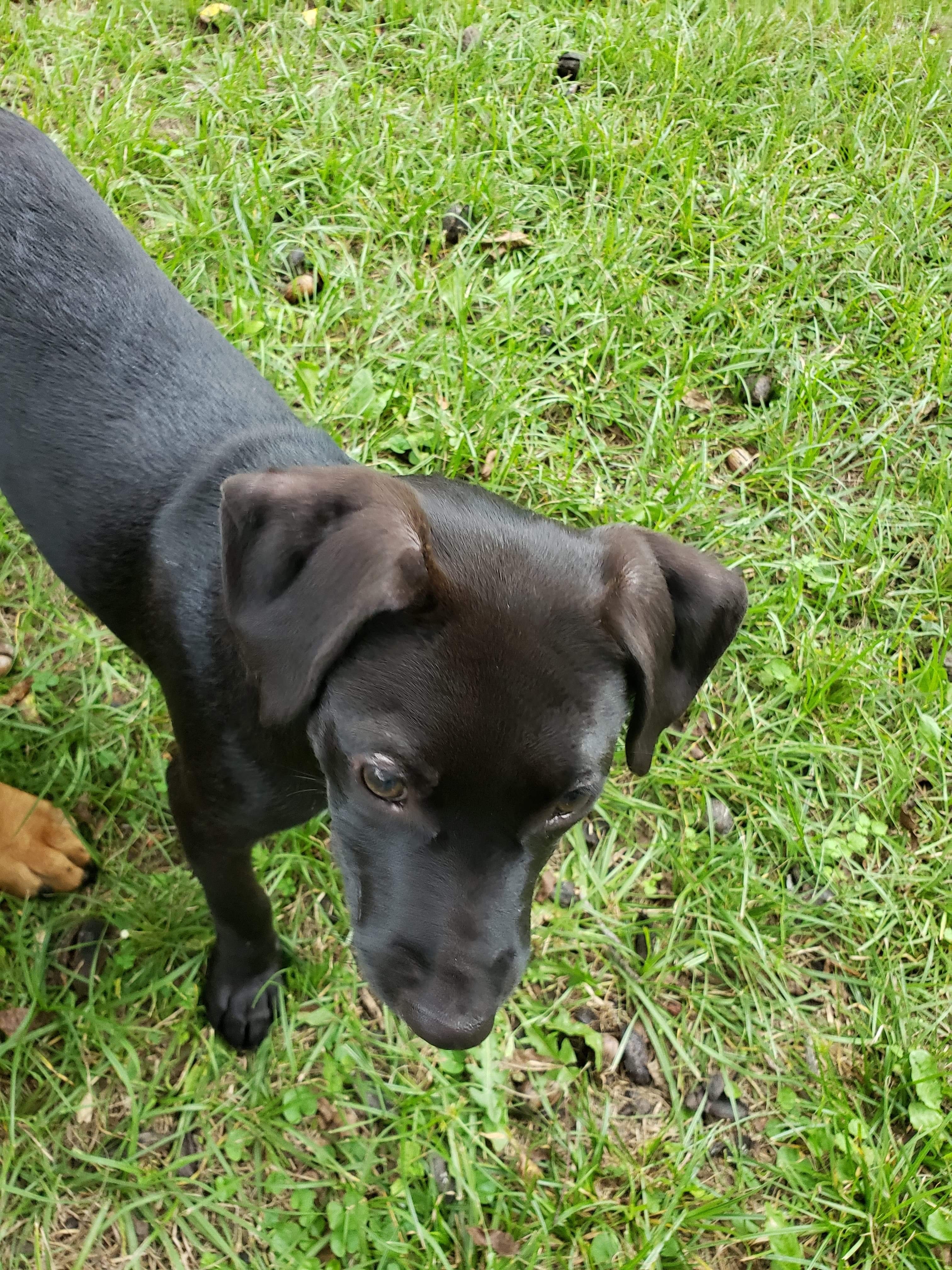 Harley, an adoptable Terrier, Mixed Breed in Alpharetta, GA, 30004 | Photo Image 8