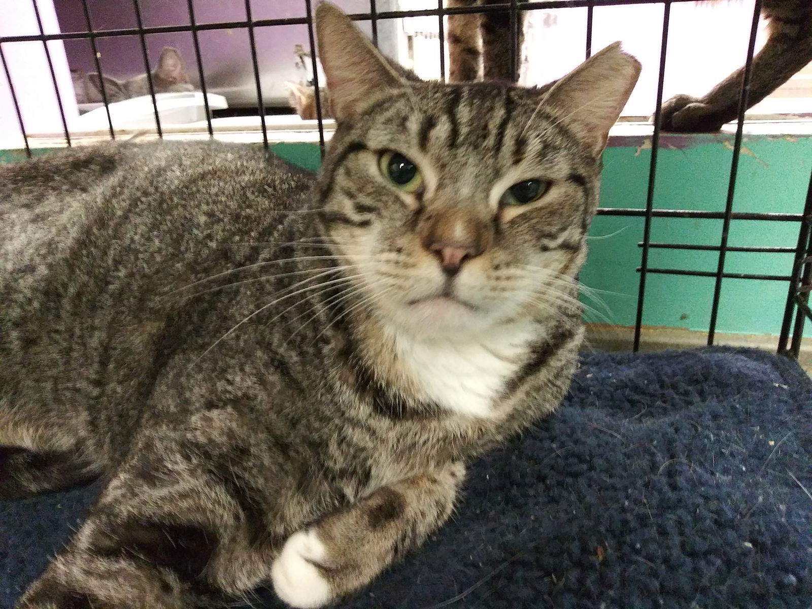 Faulkner, an adoptable American Shorthair in Naples, FL, 34116 | Photo Image 1